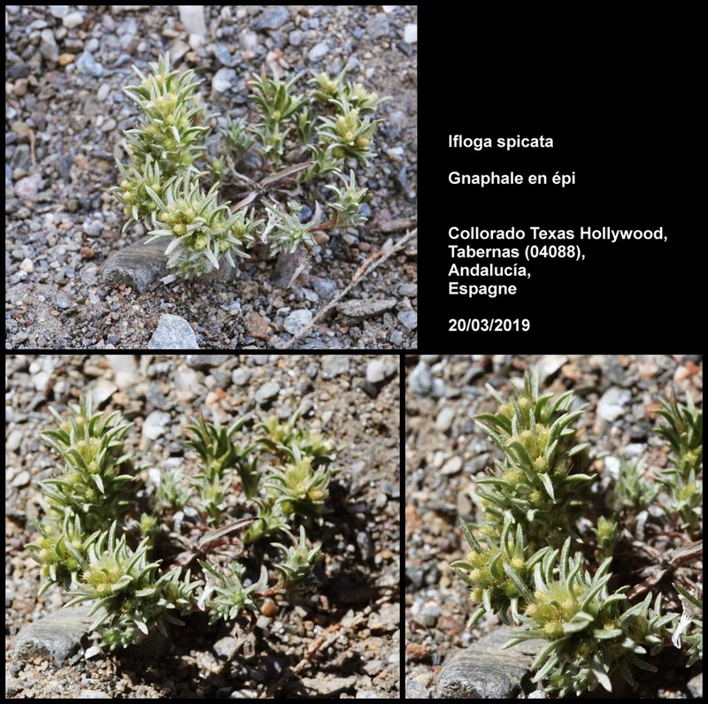 Ifloga spicata photo 6