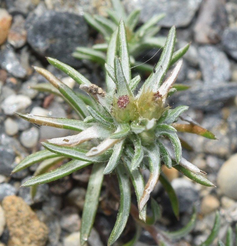 Ifloga spicata photo 7
