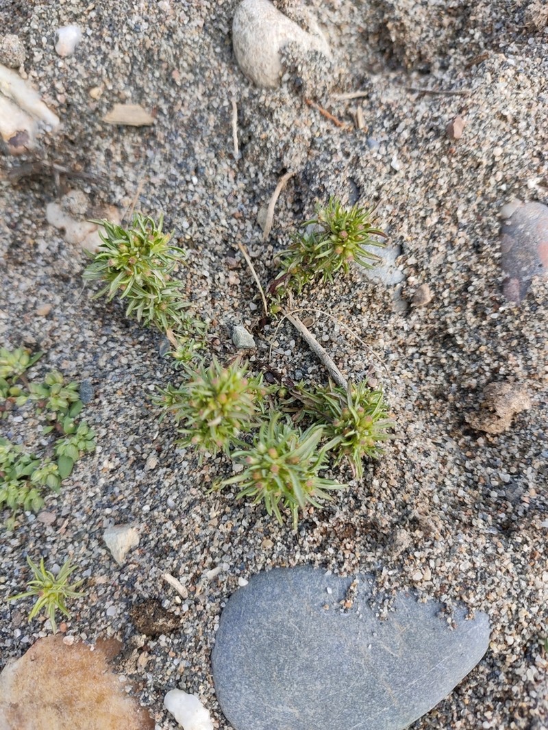 Ifloga spicata photo 8