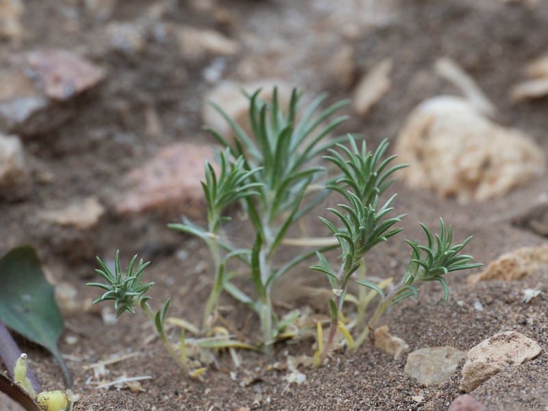 Ifloga spicata subsp. albescens
