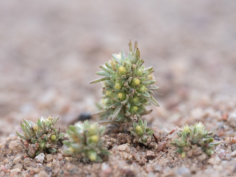 Ifloga spicata subsp. albescens photo 2