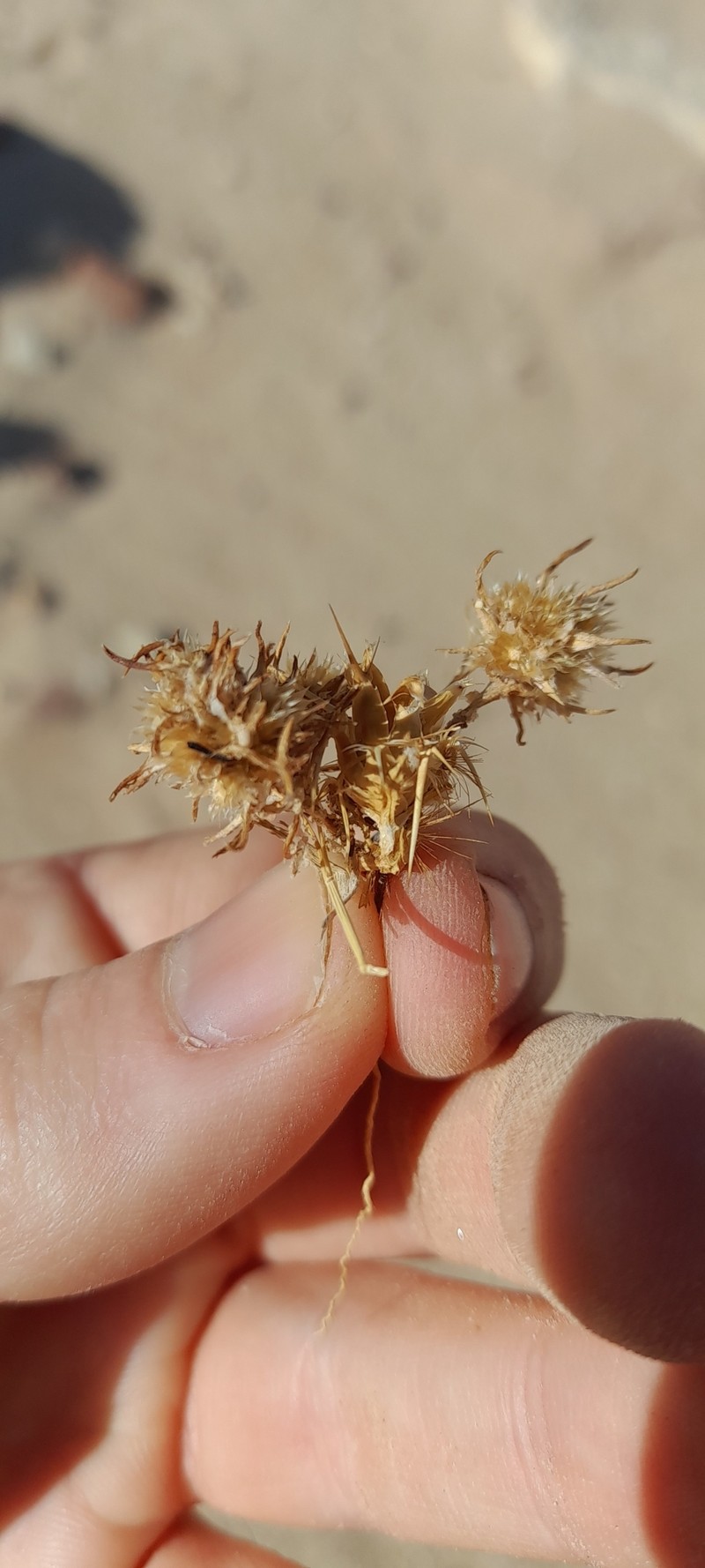 Ifloga spicata subsp. albescens photo 3