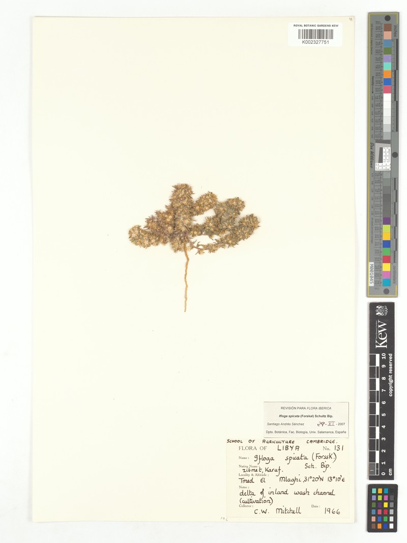 Ifloga spicata subsp. labillardierei