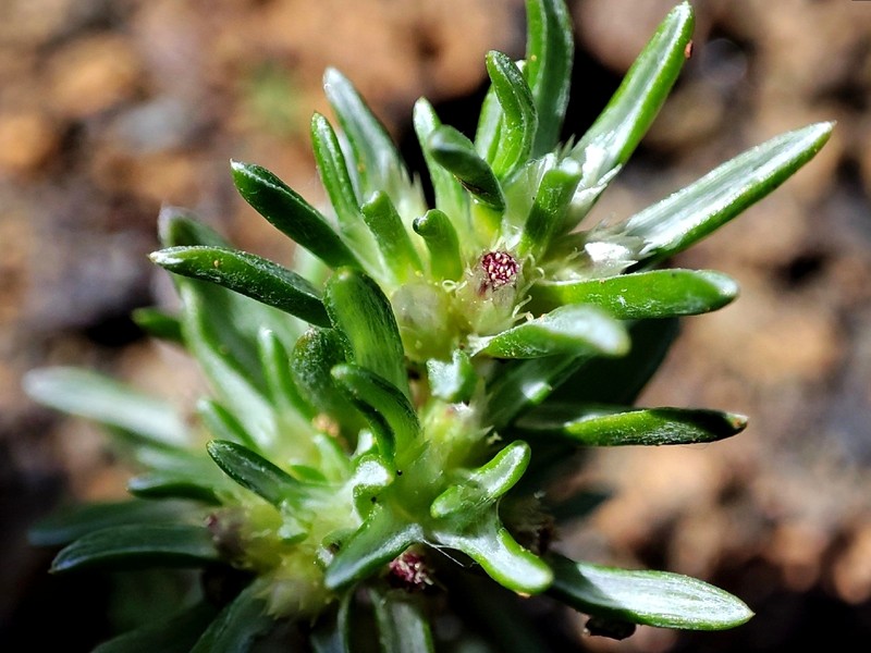 Ifloga spicata subsp. spicata