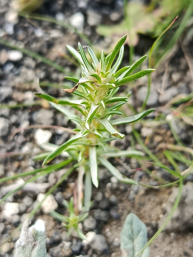 Ifloga spicata subsp. spicata photo 2