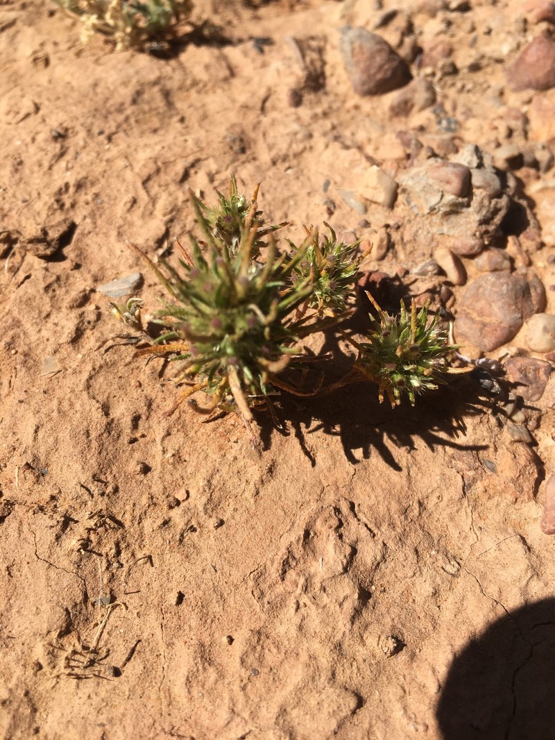 Ifloga spicata subsp. spicata photo 3