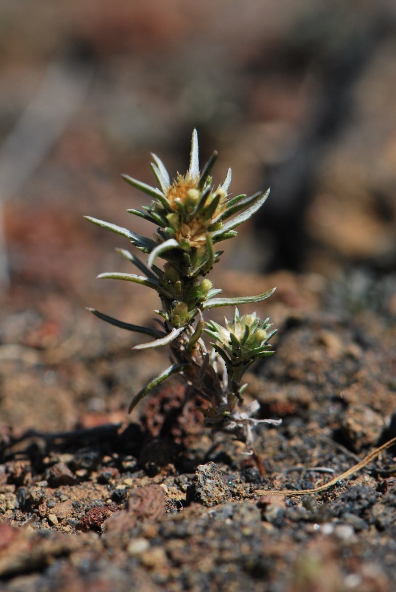 Ifloga spicata subsp. spicata photo 4