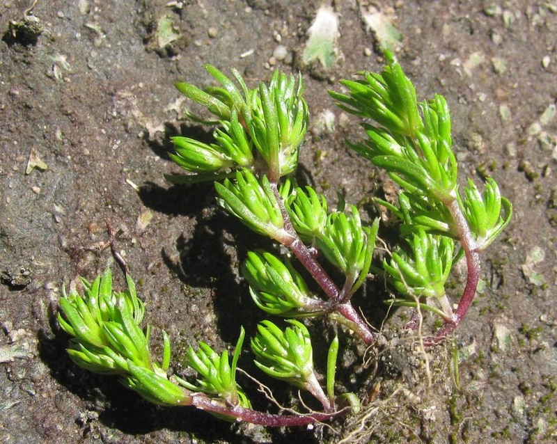Ifloga thellungiana photo 2