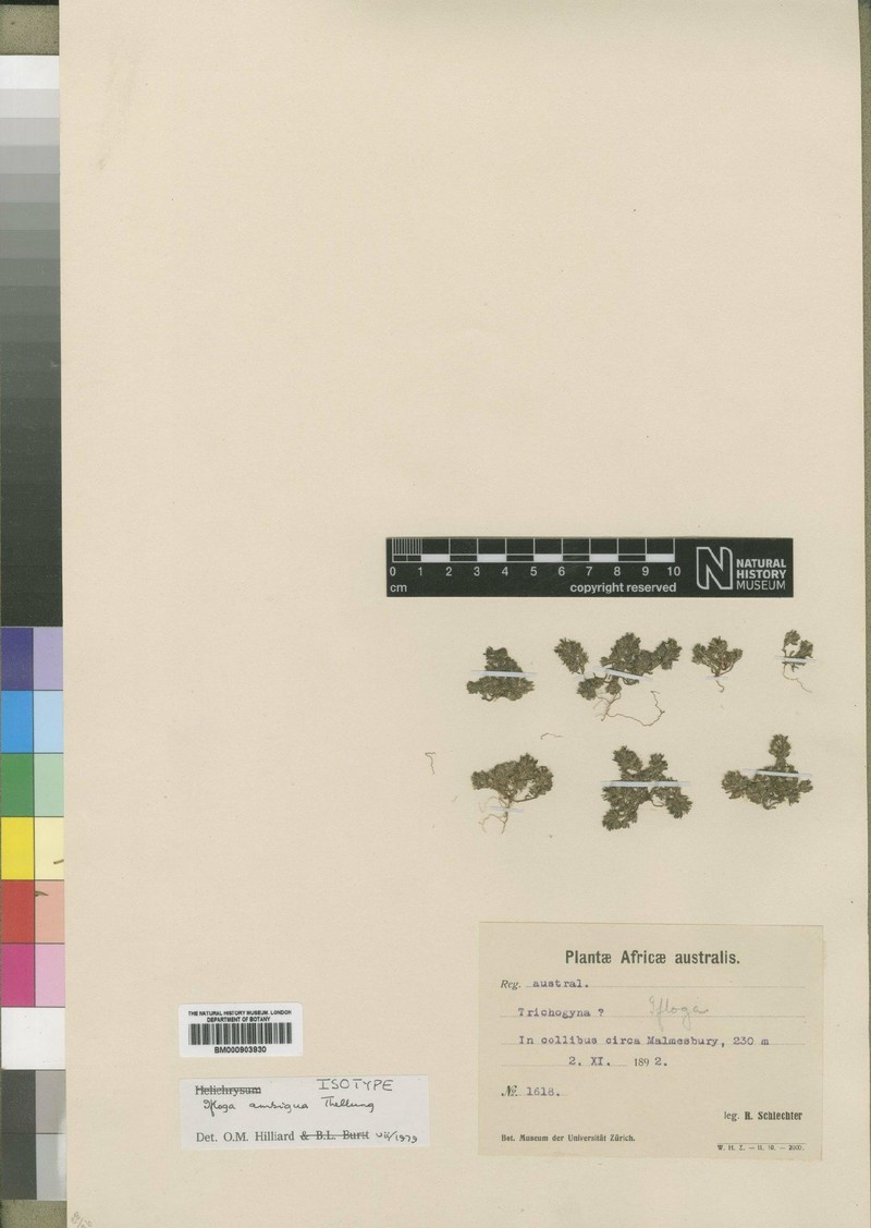 Ifloga thellungiana photo 5