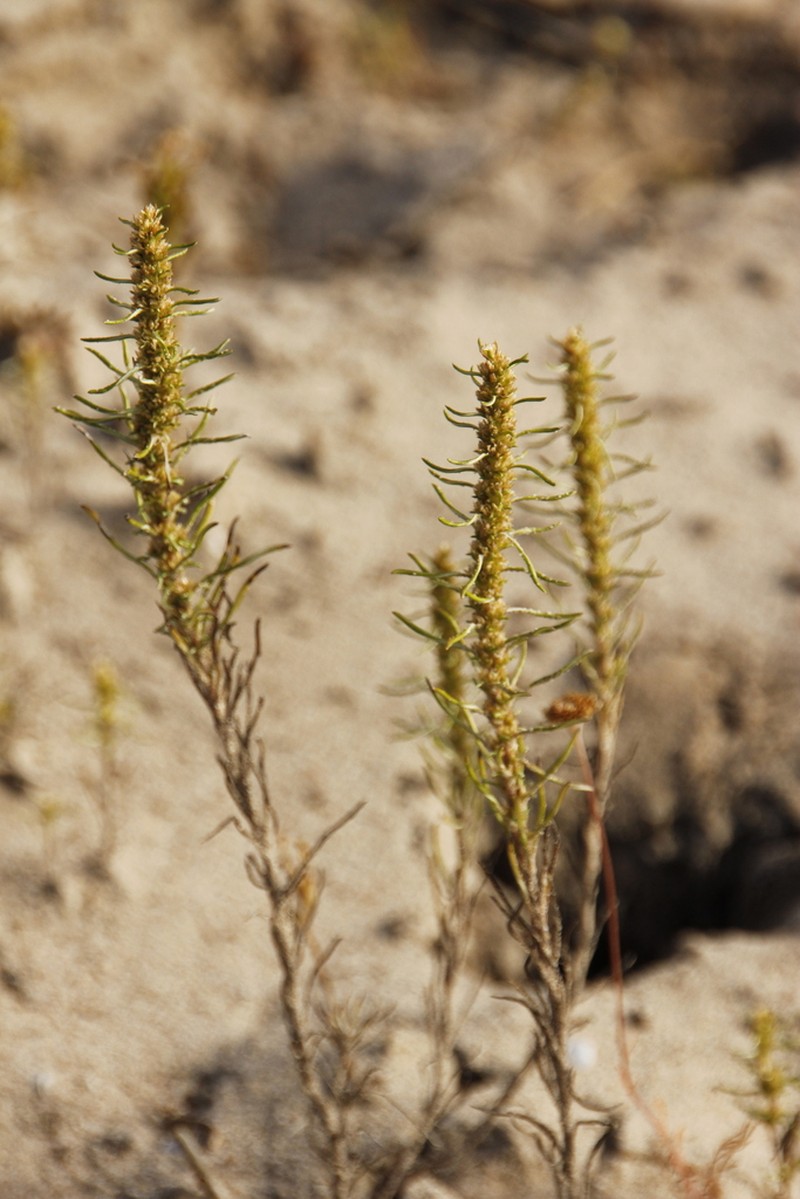 Ifloga verticillata