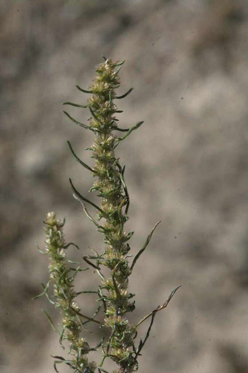 Ifloga verticillata photo 2