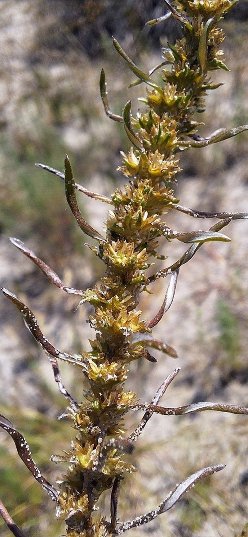 Ifloga verticillata photo 3