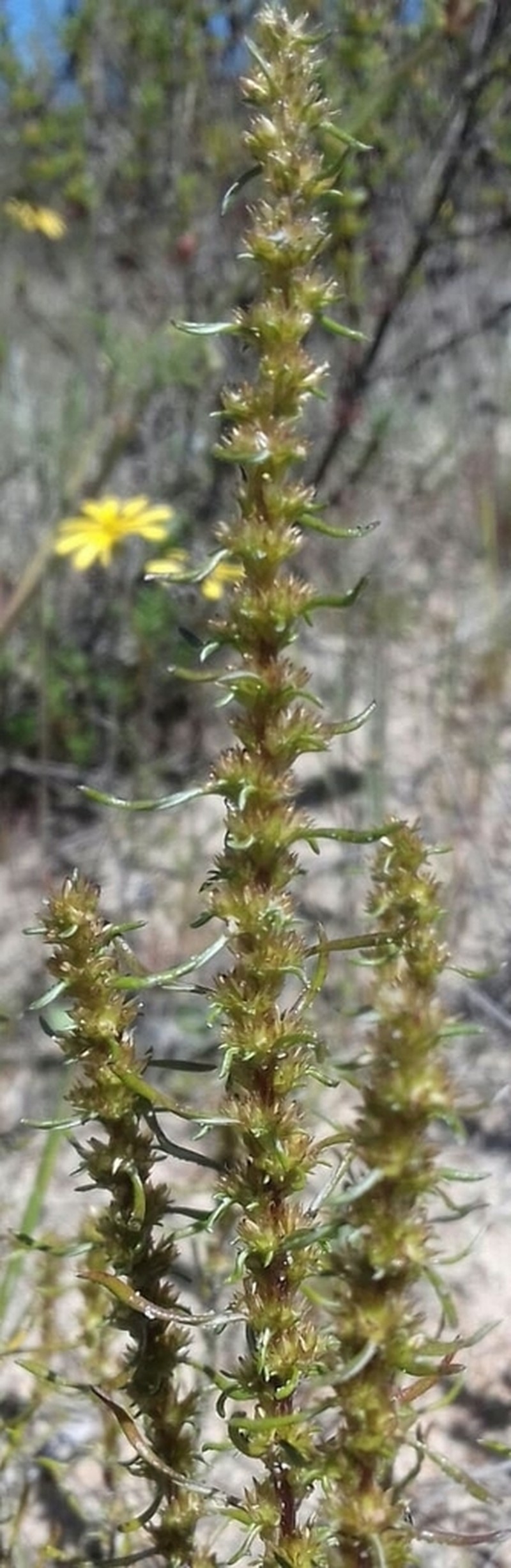 Ifloga verticillata photo 4