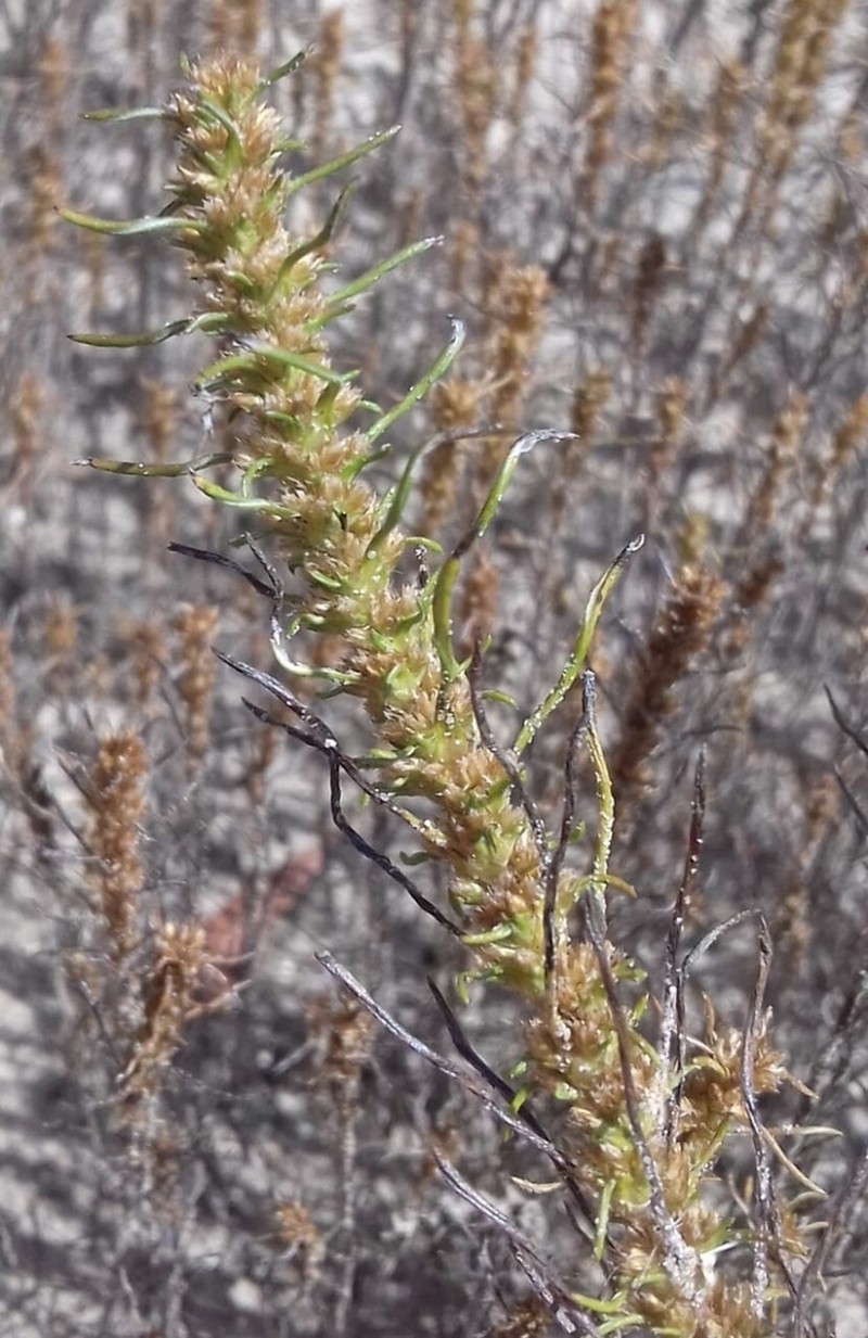 Ifloga verticillata photo 5