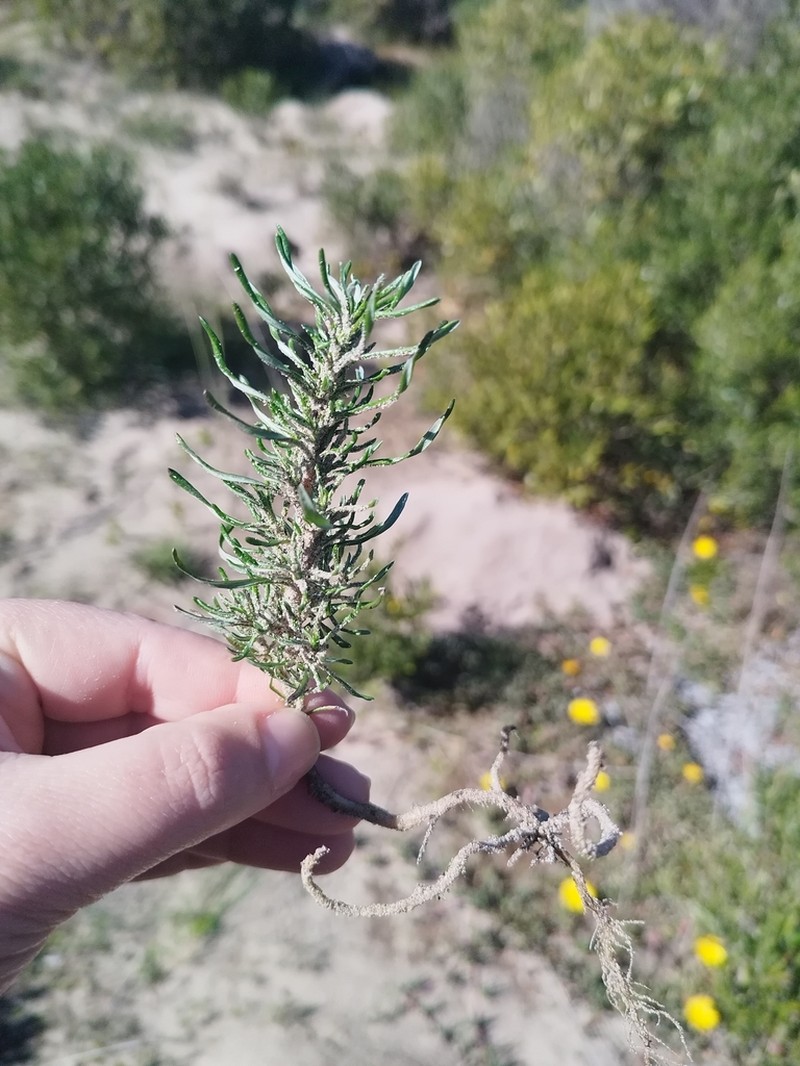 Ifloga verticillata photo 6