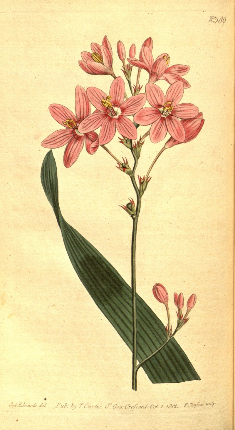 Belllflower African Cornlily photo 2