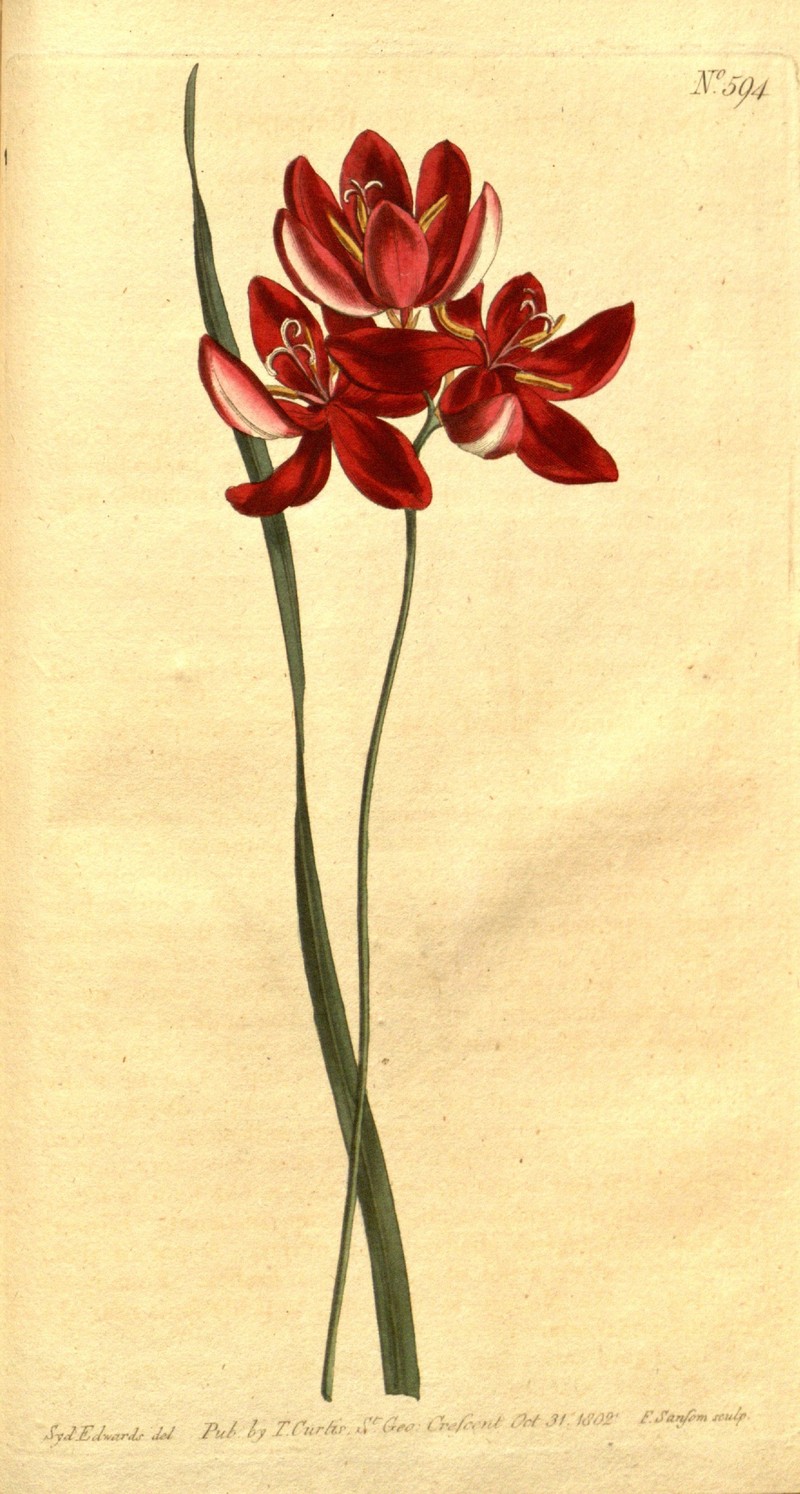 Belllflower African Cornlily photo 3