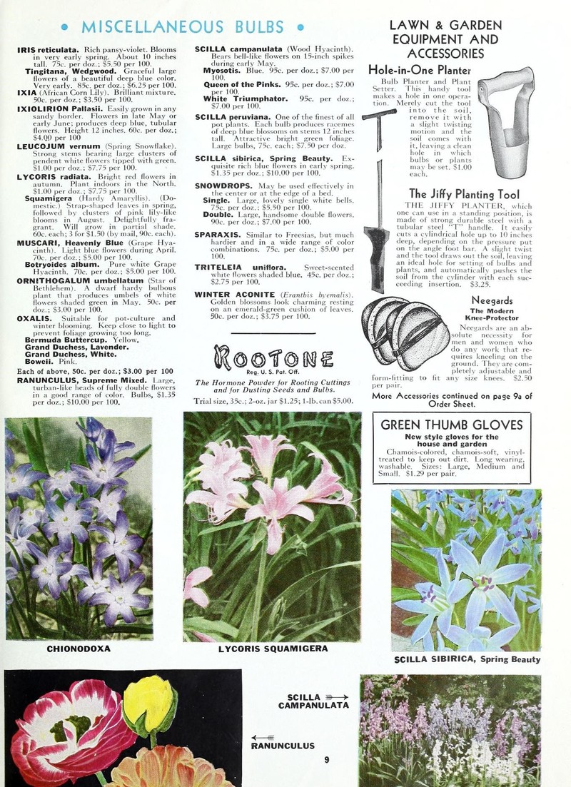 Belllflower African Cornlily photo 4