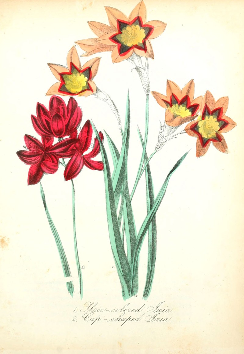 Belllflower African Cornlily photo 5