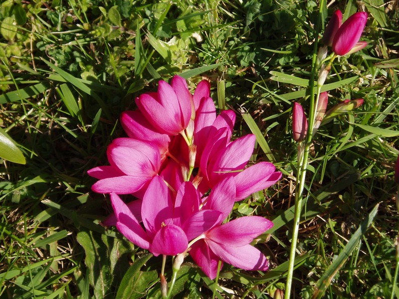 Spotted African Cornlily photo 4