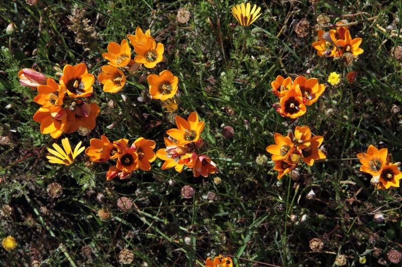 Spotted African Cornlily