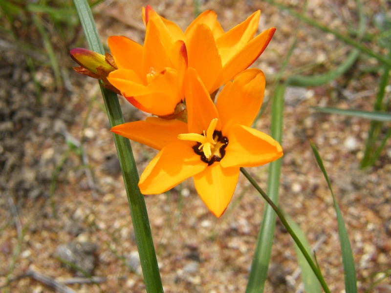 Spotted African Cornlily photo 2