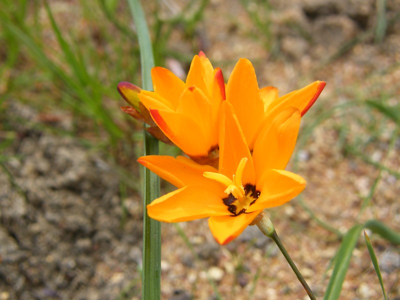Spotted African Cornlily photo 3