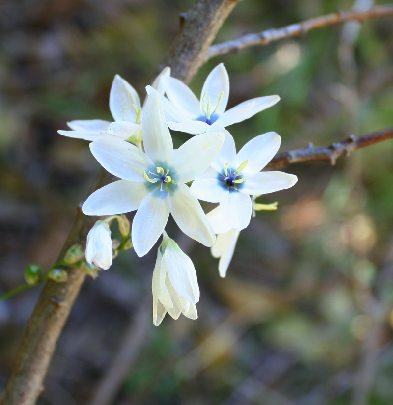 White-And-Yellow-Flower Cornlily photo 2
