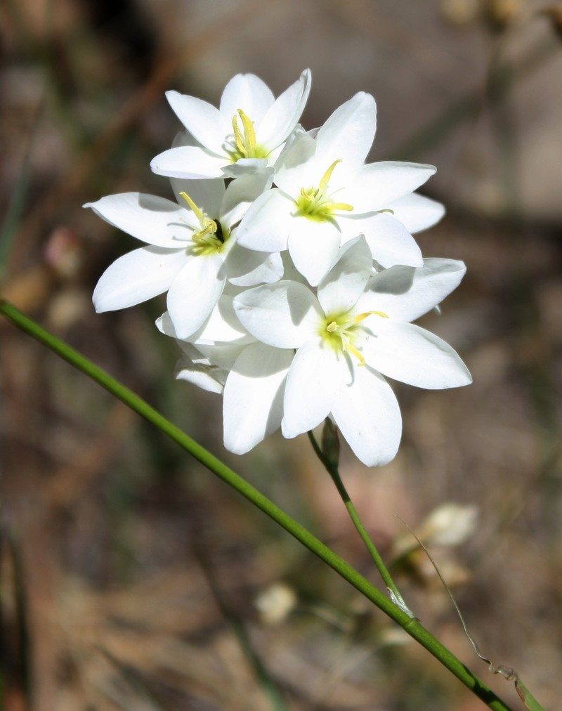 White-And-Yellow-Flower Cornlily photo 3