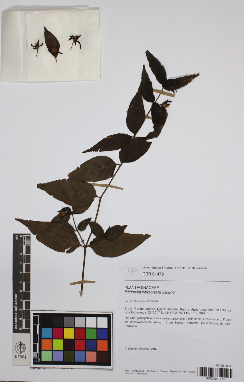 Ildefonsia bibracteata