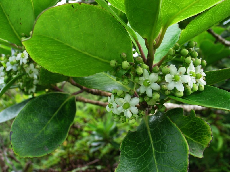 Hawai'I Holly photo 2