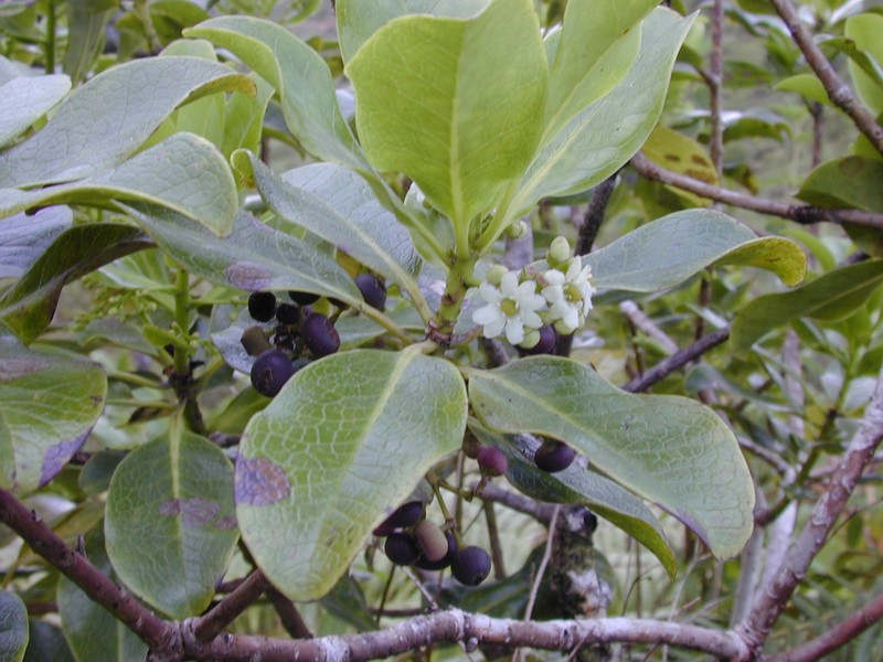 Hawai'I Holly photo 3