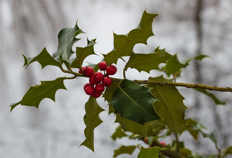 English Holly photo 2