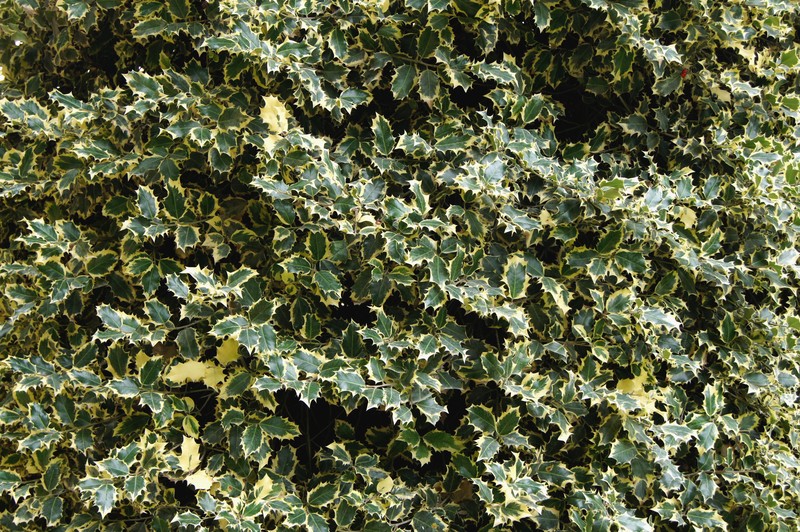 English Holly photo 3