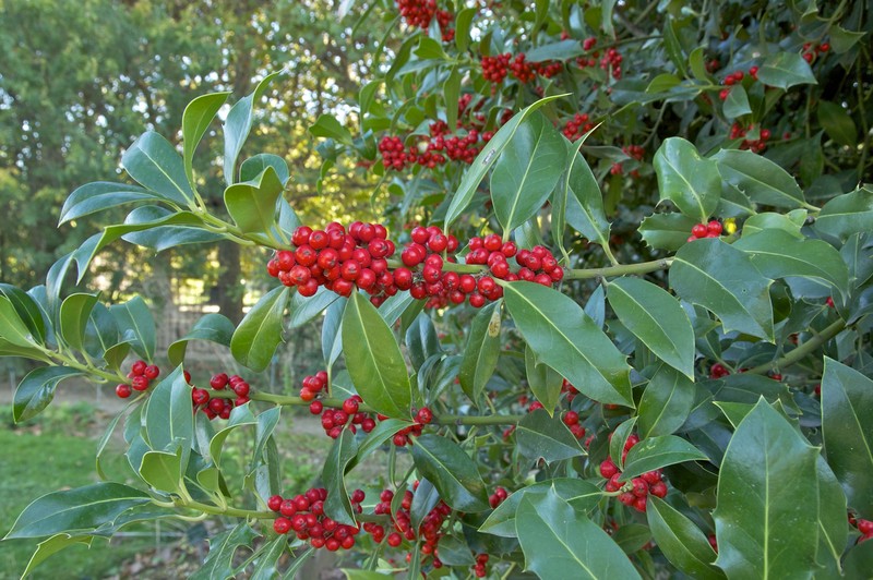 English Holly photo 4