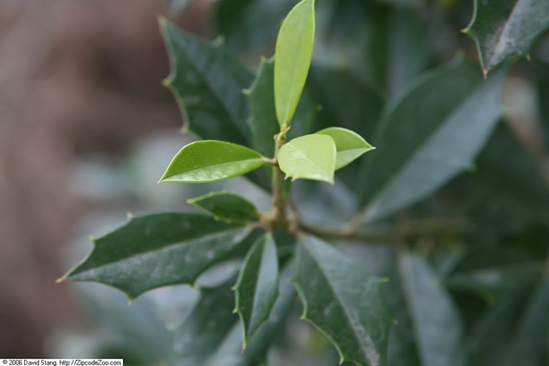Topal Holly photo 2