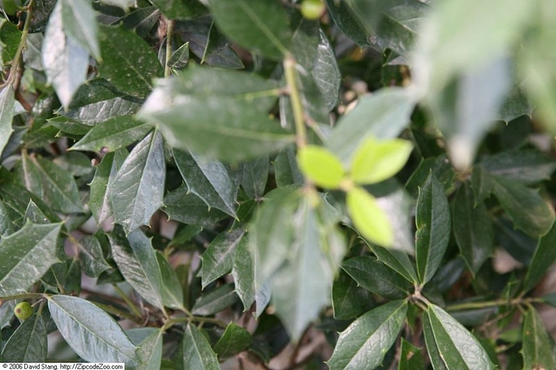 Topal Holly photo 3