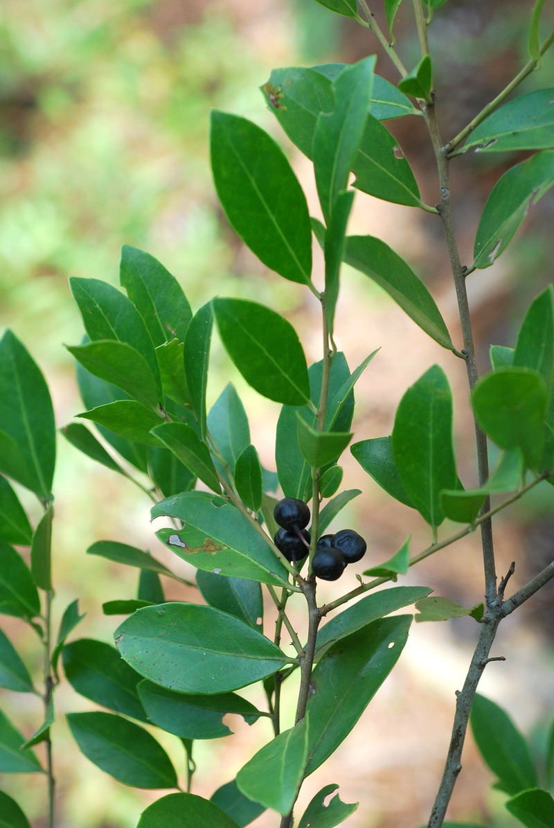 Large Gallberry photo 2