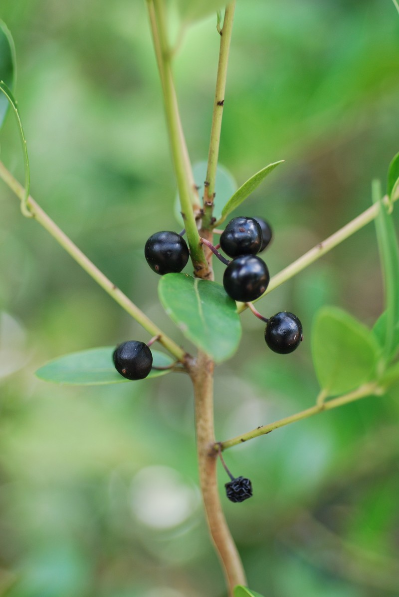 Large Gallberry photo 3