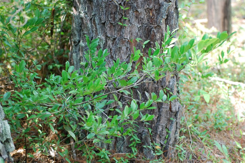 Large Gallberry photo 4