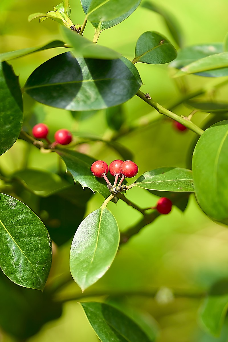 Chinese Holly photo 5