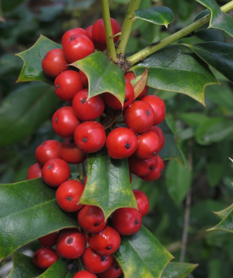 Chinese Holly photo 2
