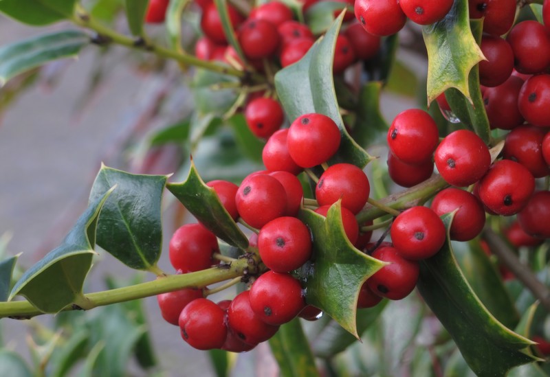 Chinese Holly photo 3