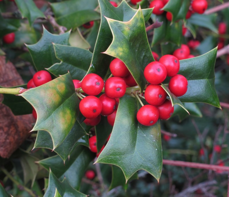 Chinese Holly photo 4