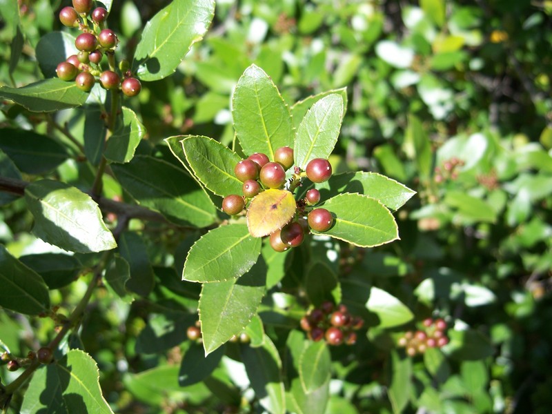 Japanese Holly photo 2