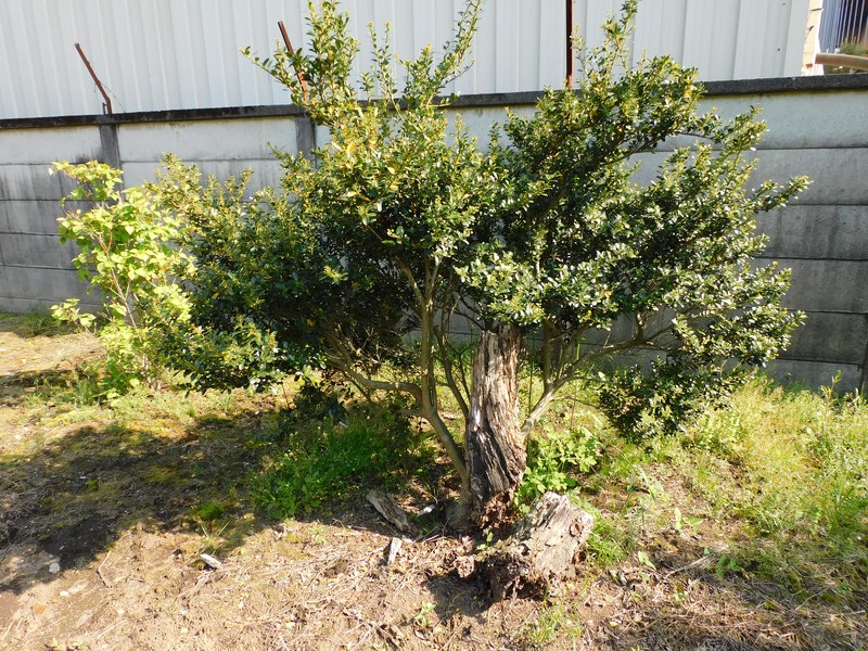Japanese Holly photo 3