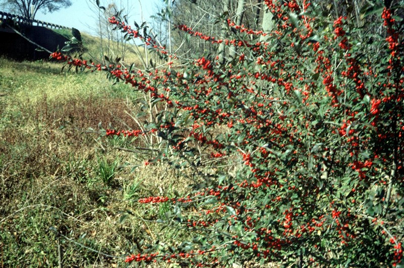 Possumhaw photo 2