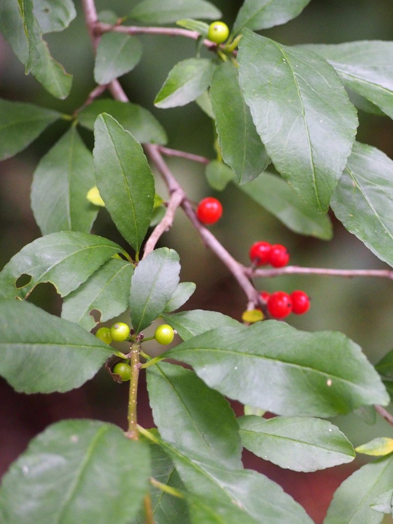 Possumhaw photo 3