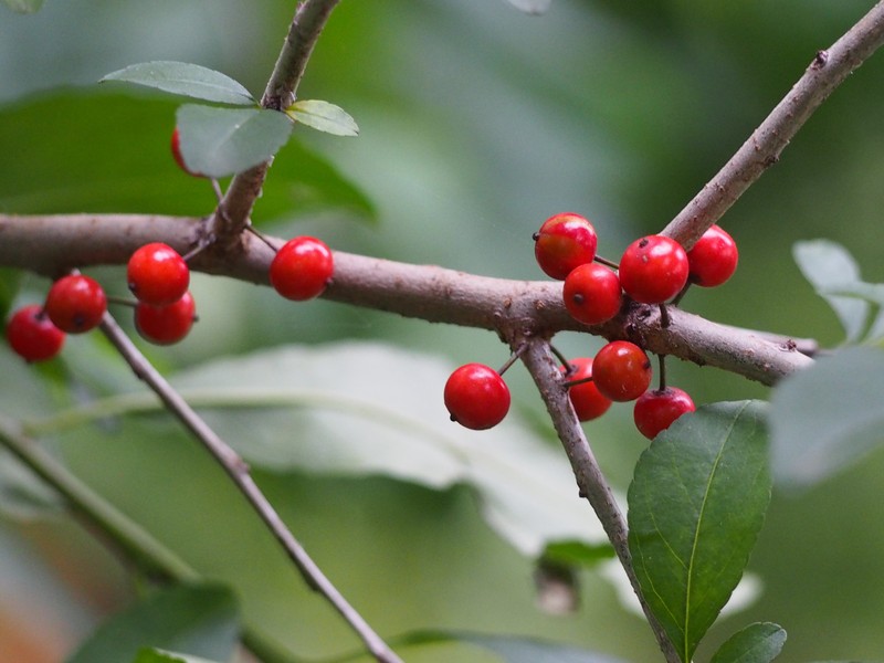 Possumhaw photo 4