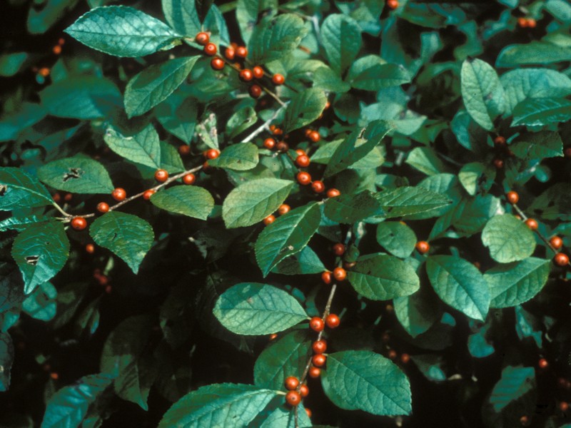 Smooth Winterberry photo 2